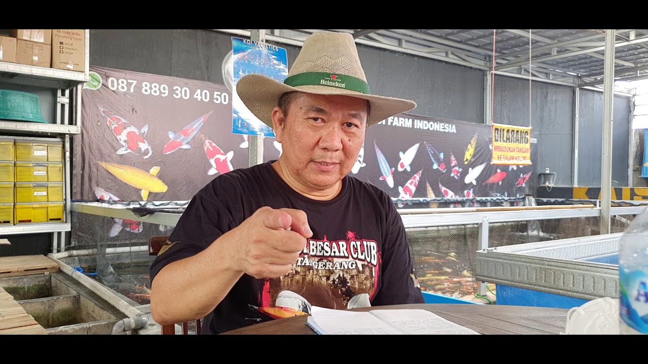 INDUKAN KOI SETELAH LEPAS TELUR APA MASIH BISA BESAR..?