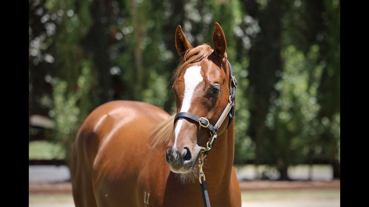 Vardy/Ryan Farnan Filly