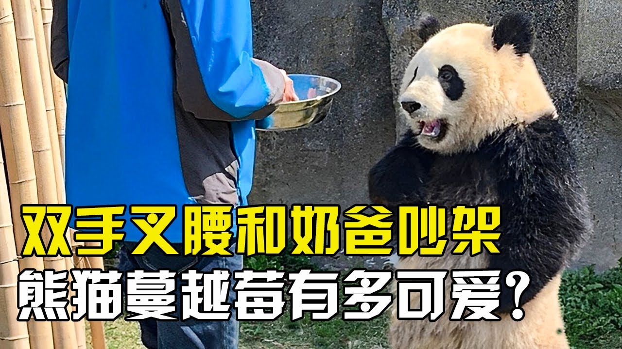 叉腰和奶爸吵架，和奶爸的拖鞋争风吃醋，熊猫蔓越莓有多可爱？【万物真实】
