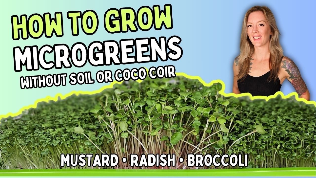 Grow 3 Popular Microgreens on Silicone Reusable Medium: 10x20 Tray Guide