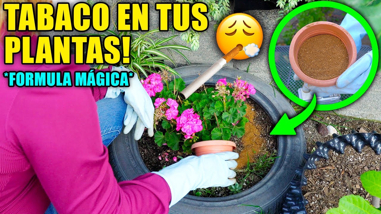 🚬 ¿EL TABACO es MALO para tus plantas? ❌Fungicida, Insecticida y Abono