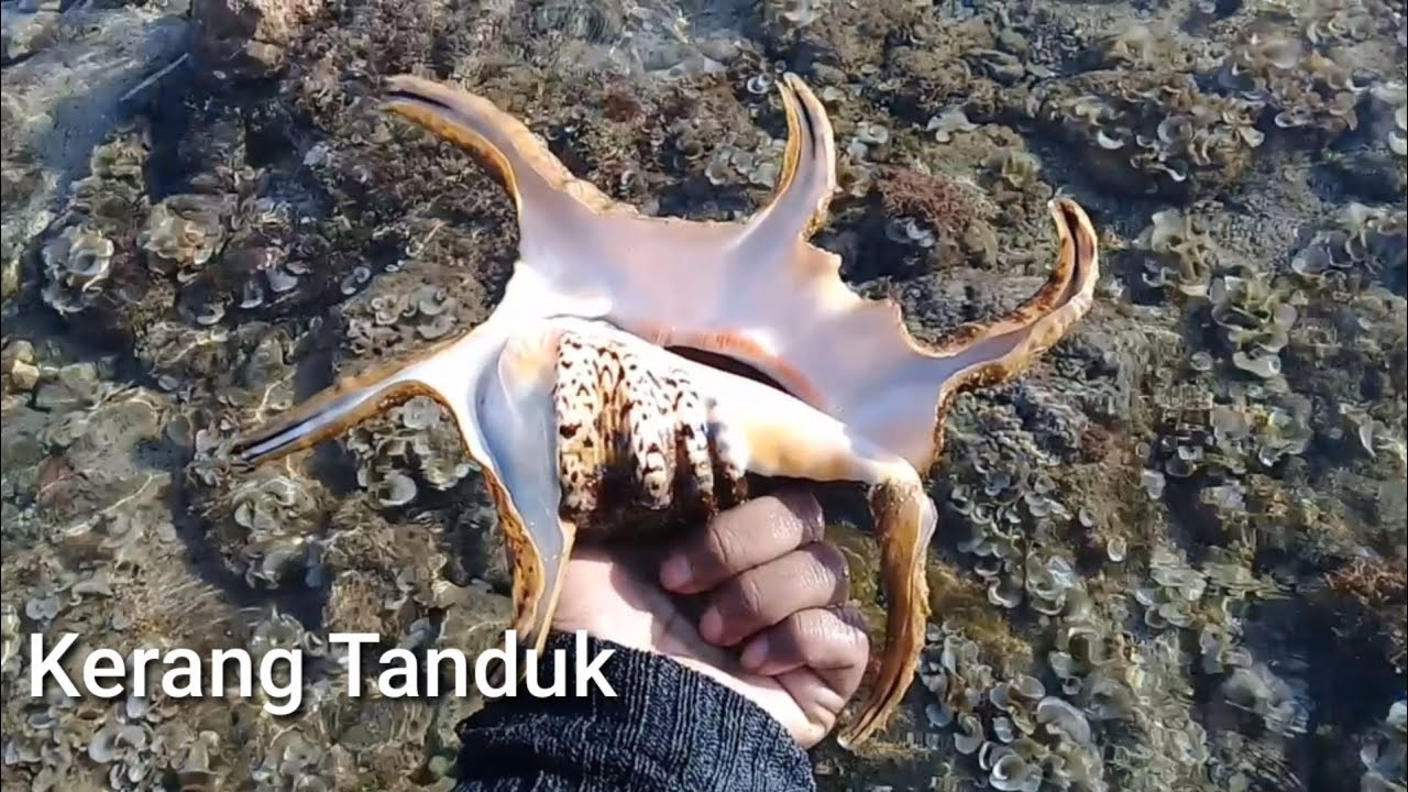 Mencari Kerang Tanduk/Ranga Dan Tidak Sengaja Menemukan Habitat Kima raksasa