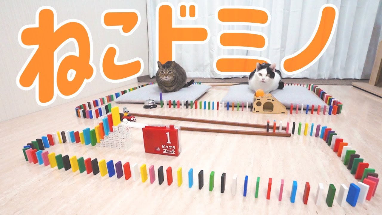 【裏側公開】5000万回再生された「ねこドミノ」の5つの秘密！