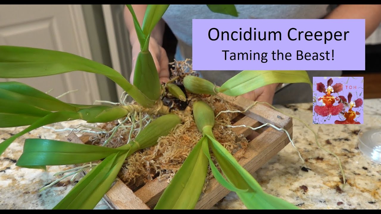 How to Use a Wood Slat Mount for an Oncidium Orchid Creeper | Oncidium Climbing Orchid Revisited