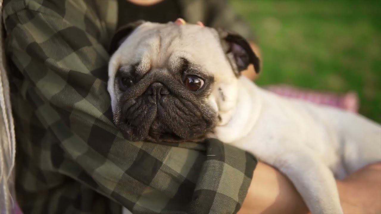 What to Do if Your Dog or Cat Collapses   Emergency Vet Tips