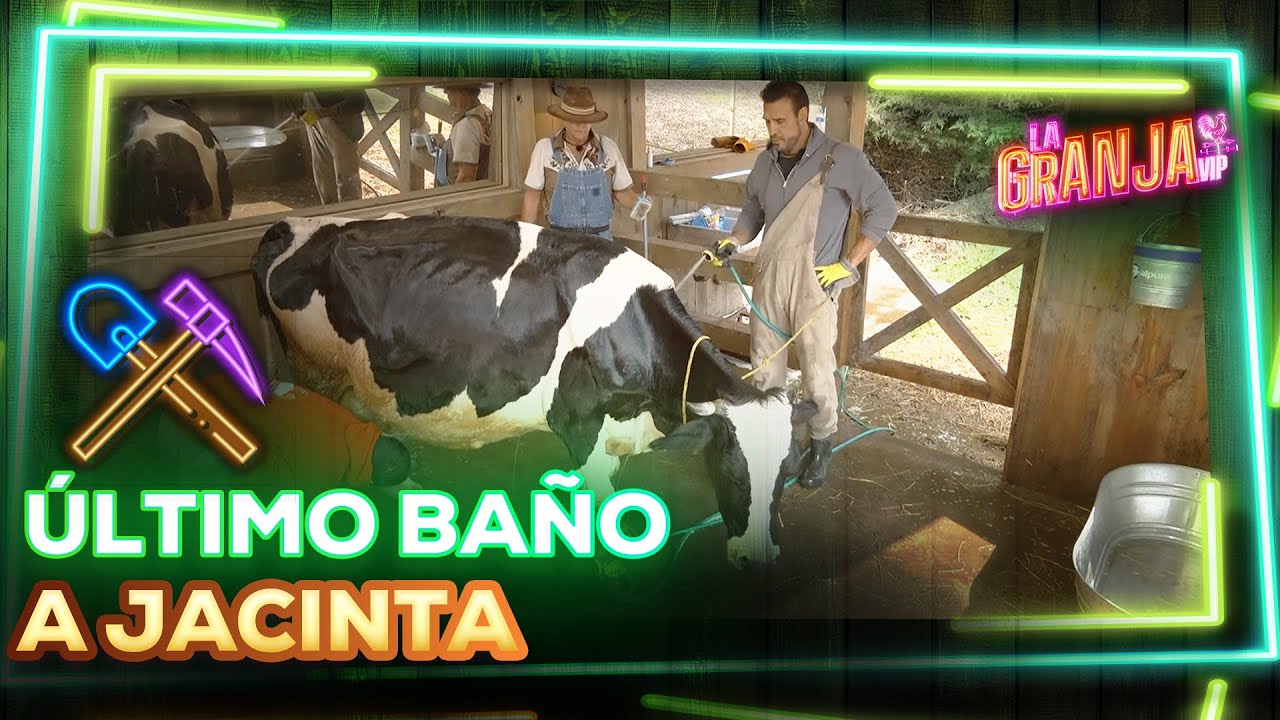 Último baño a Jacinta, los granjeros se ponen manos a la obra para dejarla impecable 🐄🧼🫧