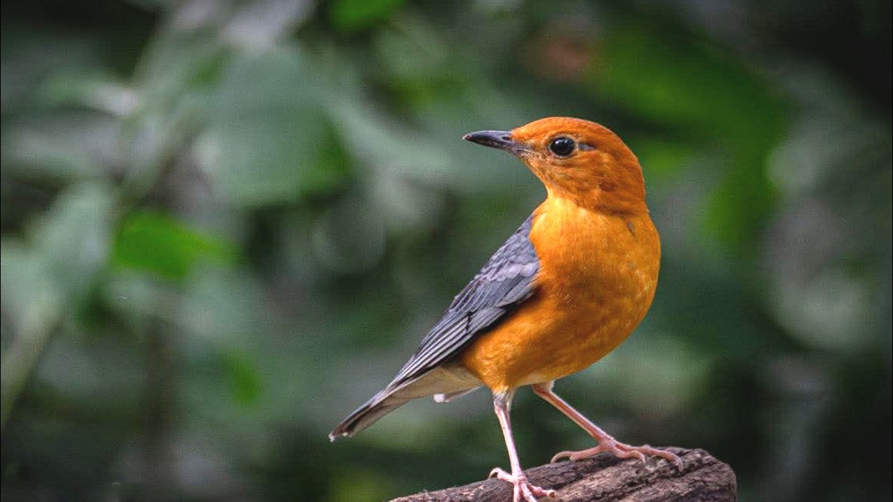 🕊️Beautiful Music Relaxing Music Birds Sounds