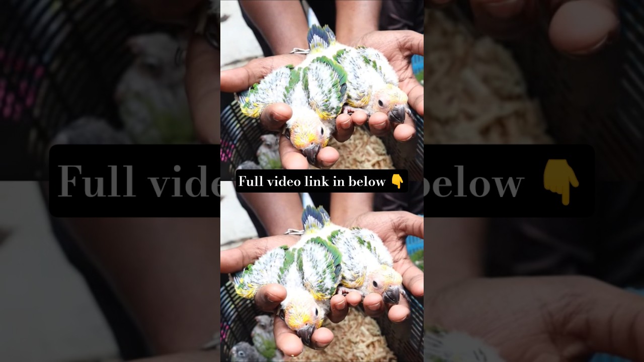 Sunconure chicks in Chennai 