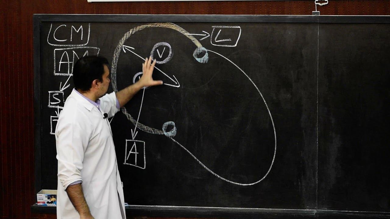 Gross anatomy of arrangement of cardiac muscle