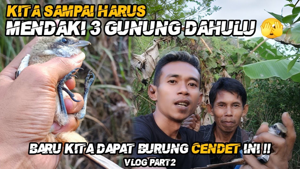 Sampai Harus Mendaki 3 Gunung Dahulu,Baru Kita Dapat Burung Cendet Ini#bolang  #cendet #alam #part2