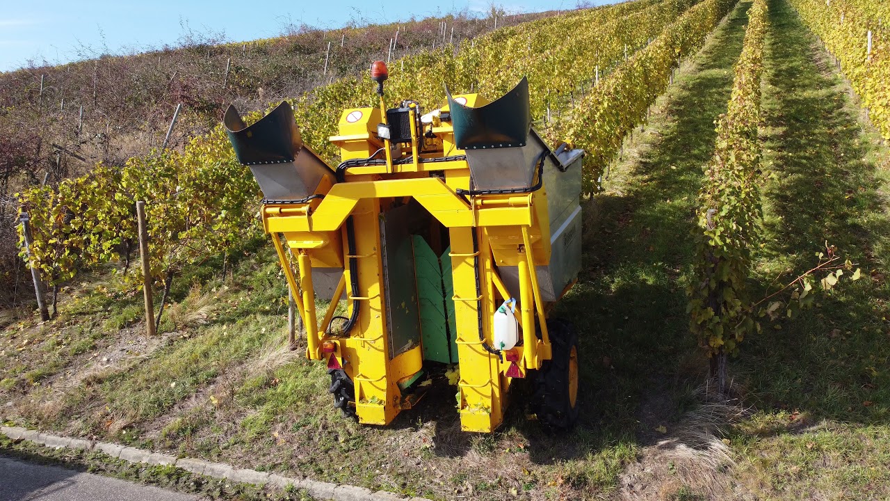 Traubenernte mit Gregoire G50 und Fendt Vario