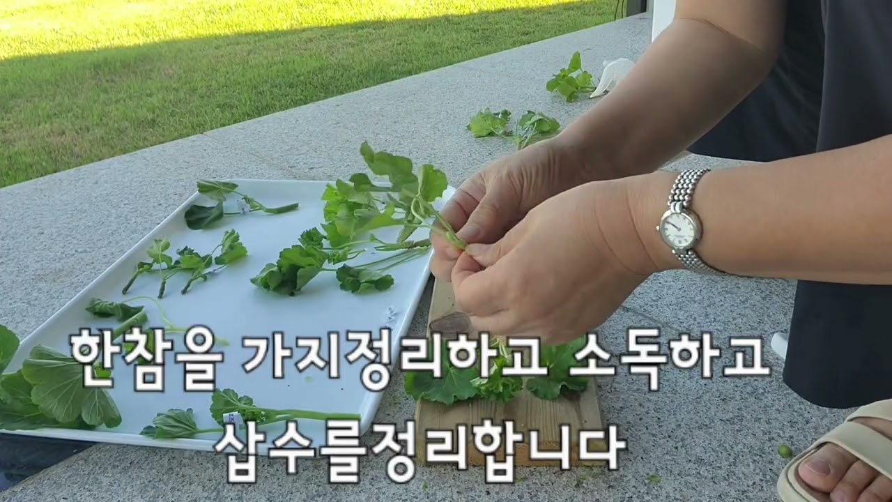 제라늄 삽수 분양 받아서 삽목했어요.
