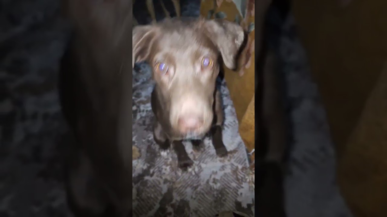 Собачий беспредел