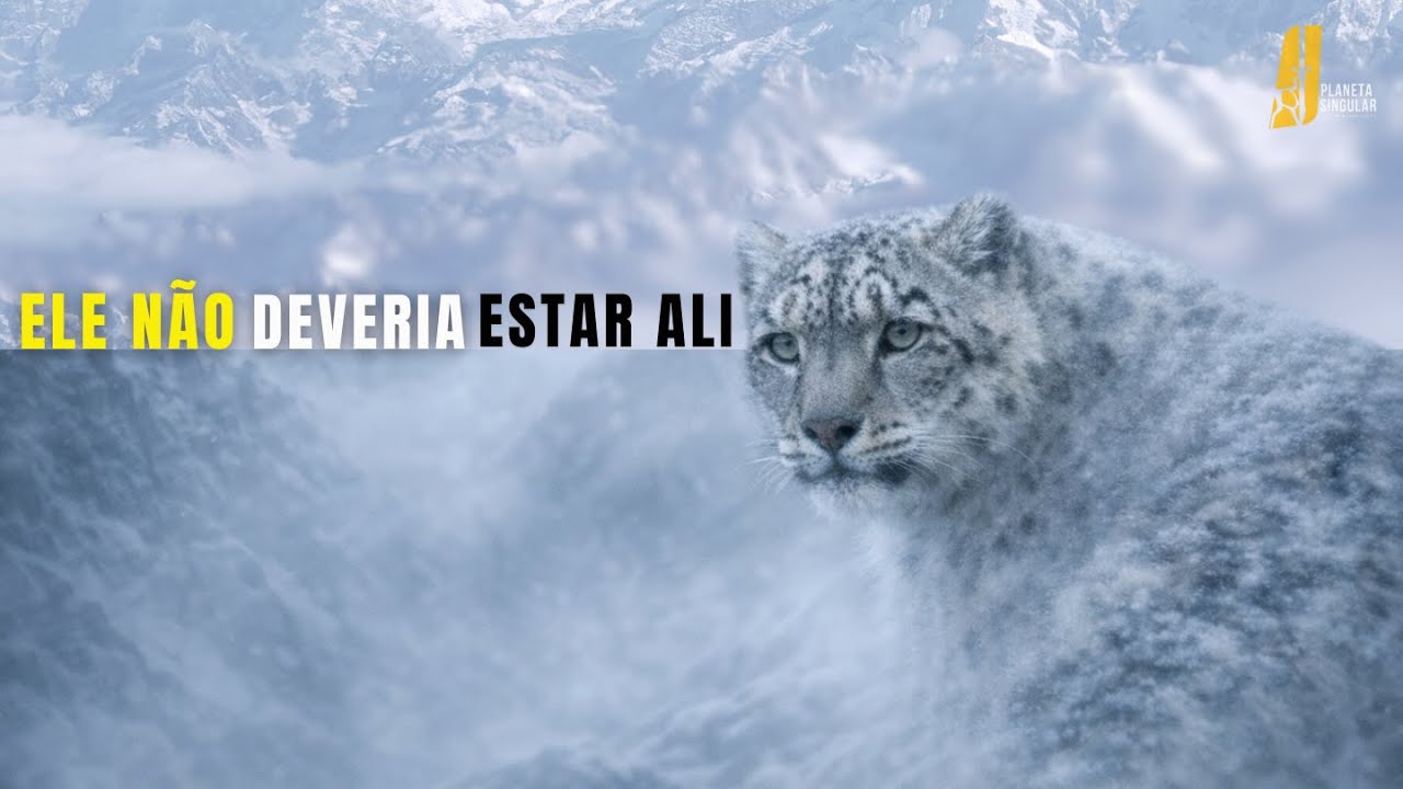 Fantasma do Himalaia | O Leopardo-das-Neves que Desafia a Ciência