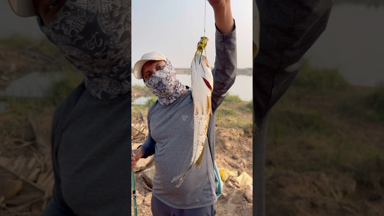 Snakehead fish | నాటు కొరమీను వేట మామూలుగా ఉండదు 