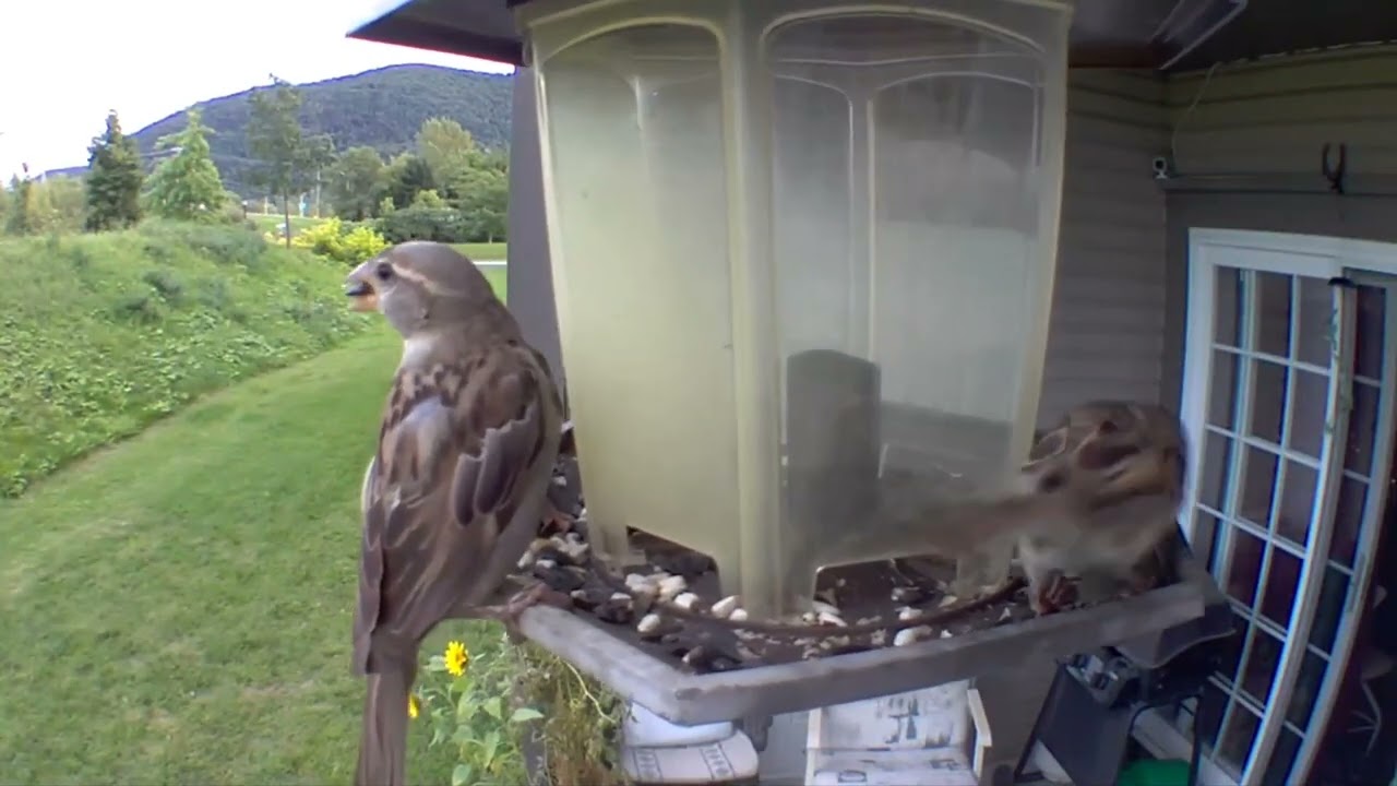 Reproduction chez le moineau