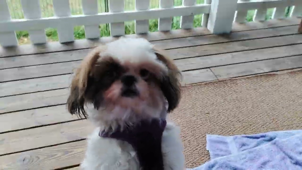 (Shih Tzu Zone) More fighting over pig ears.