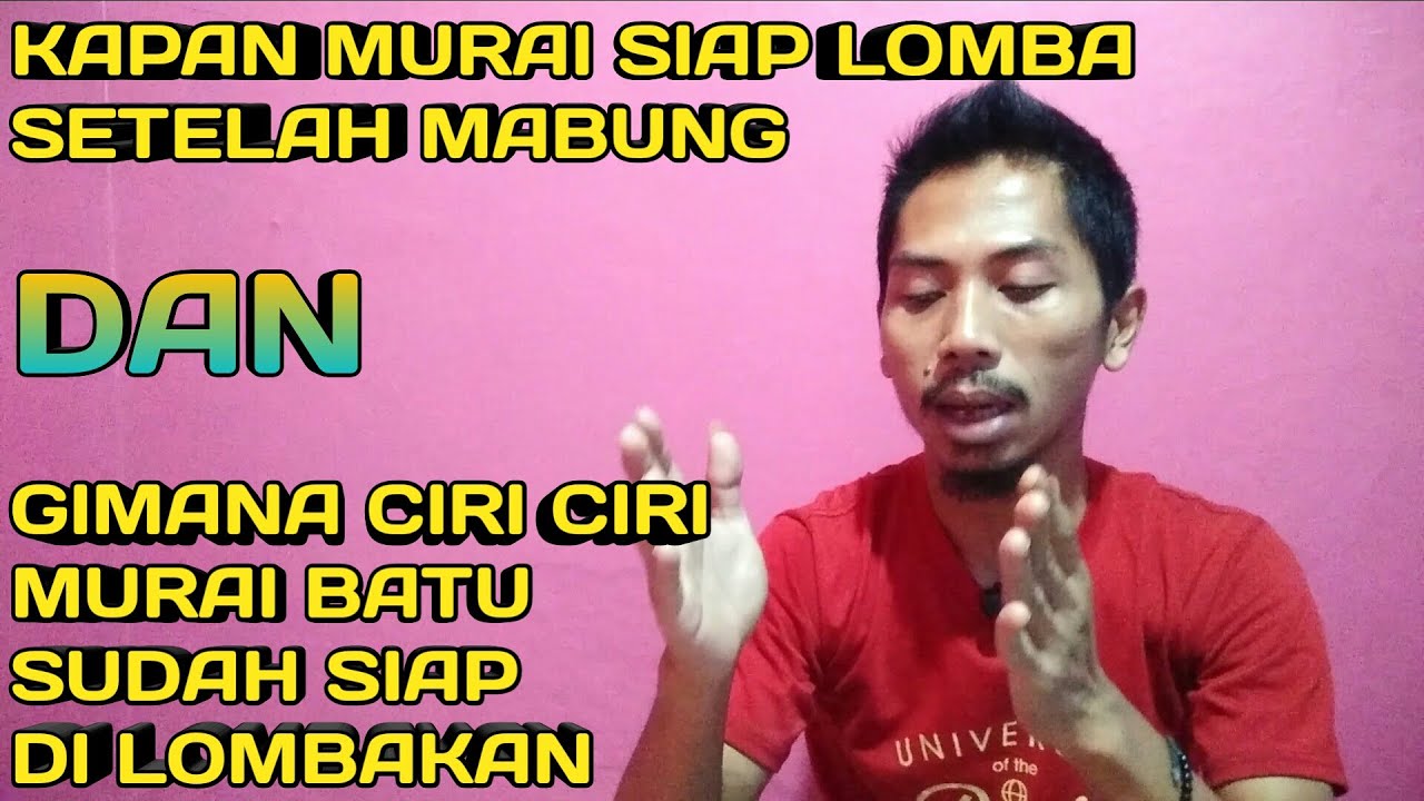 ciri murai siap lomba setelah mabung