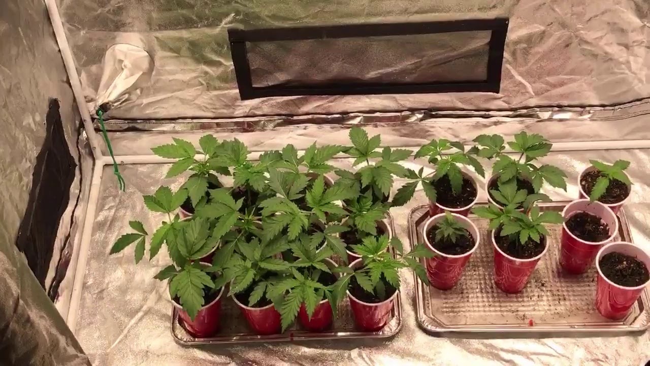 Mars Hydro Led 420 Giveaway