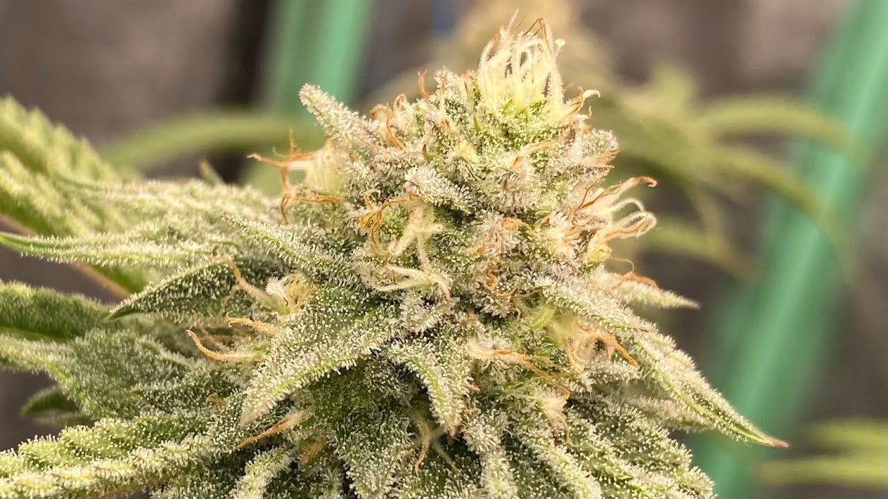 D37F - 6 Strain Cannabis Grow. Barney&rsquo;s Farm and Emerald Triangle