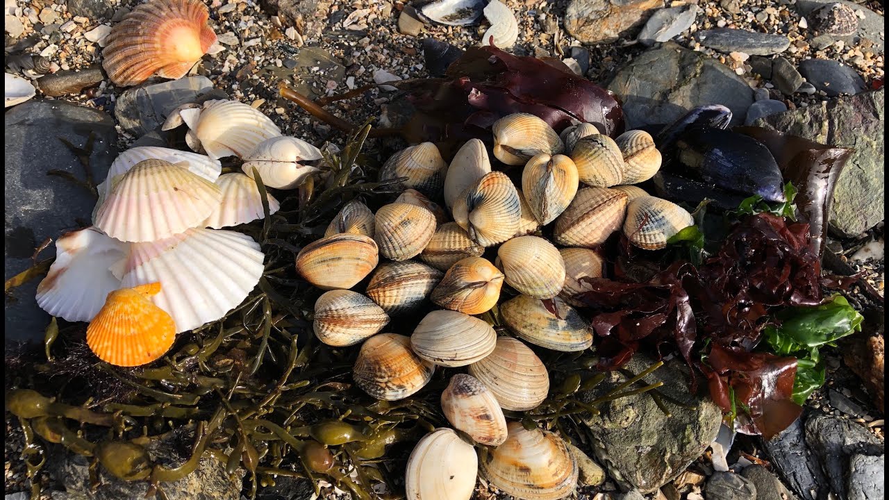 Coastal Foraging - Clams, Mussels, Cockles and Edible Seaweed Beach Cook Up