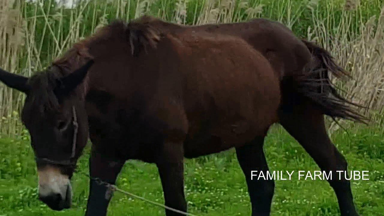 КТО ТАКИЕ МУЛЫ РАЗВЕДЕНИЕ МУЛОВ Horses, Donkeys & Katrin 2019