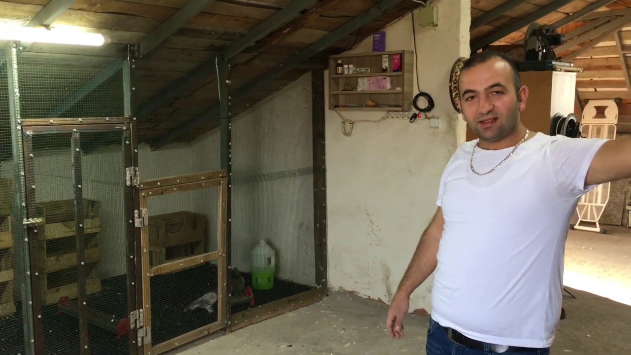 PROFESYONEL DAMIZLIK KÜMESİ VE 10 NR. OYUN KUŞLARI