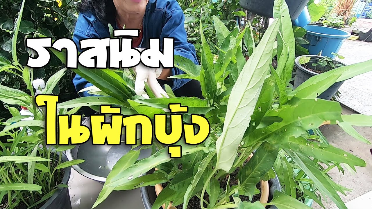 แนะนำวิธีแก้ไข โรคราสนิมในผักบุ้ง แก้ยังไงมาดูกันค่ะ