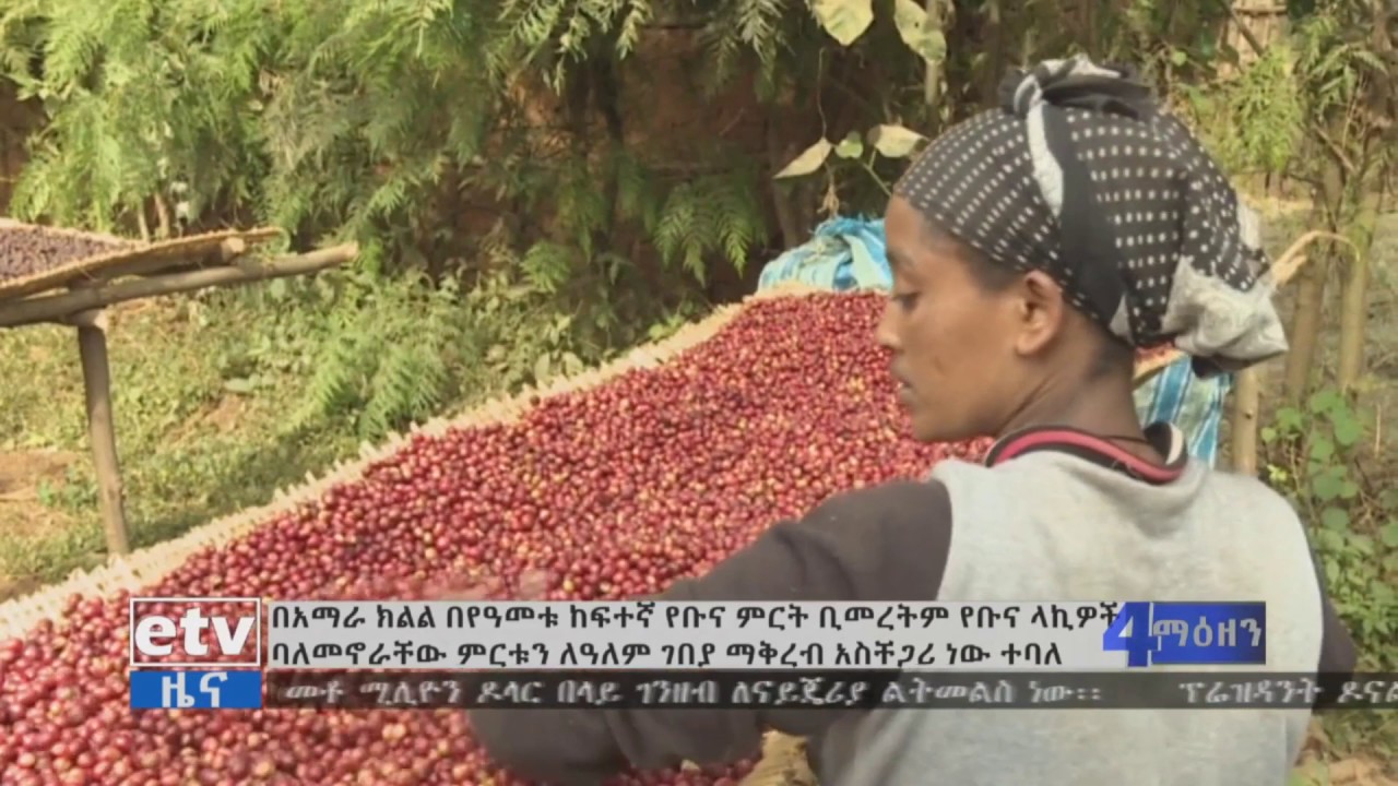 በአማራ ክልል የቡና ምርት ቢመረትም የቡና ላኪዎች ባለመኖራቸው ምርቱን ለገቢያ ማቅረብ አስቸጋሪ ነው ተባለ |etv