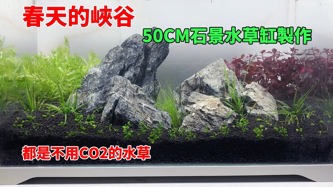 春天的峽谷，50CM石景水草缸製作，都是不用CO2的草|Canyon in spring. Do not use co2 water plants to make an aquarium.