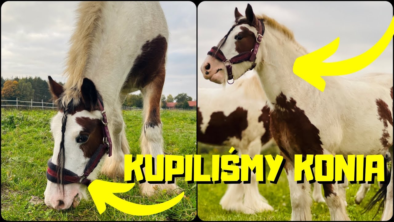 KUPILIŚMY NOWEGO KONIA 😁-pierwsze poznanie ze stadem