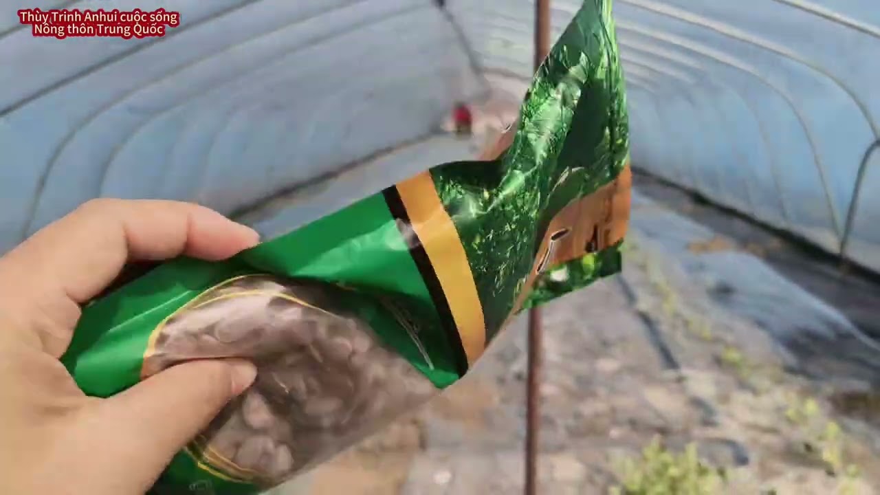 [566]Cháu trai nghỉ học cuối tuần, phụ giúp ông bà nội  và cậu làm công việc&phơi nắng cho có vitami
