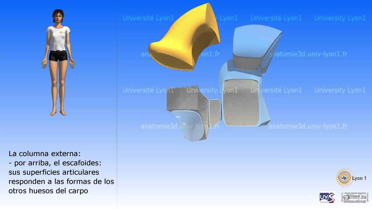 El complejo articular de la muñeca