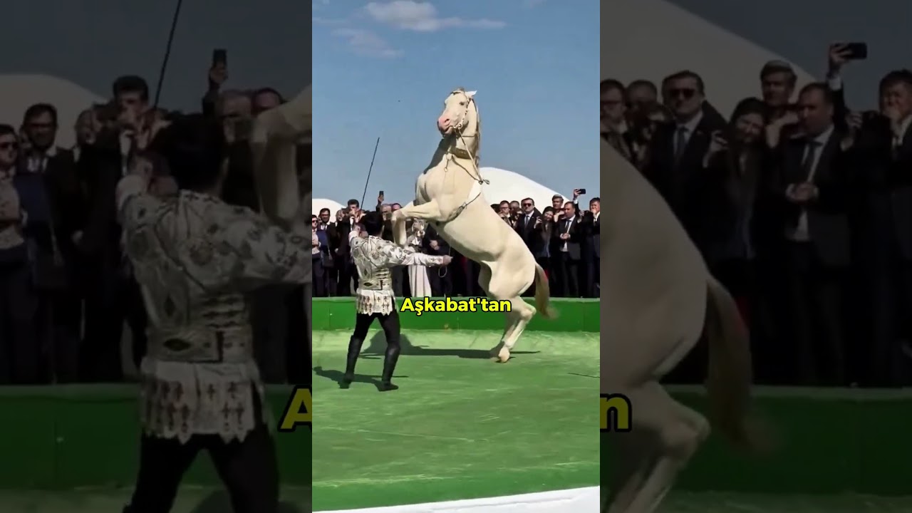 ✨ Altın Gibi Parlayan Efsane: Ahal Teke Atı! 🐎🔥