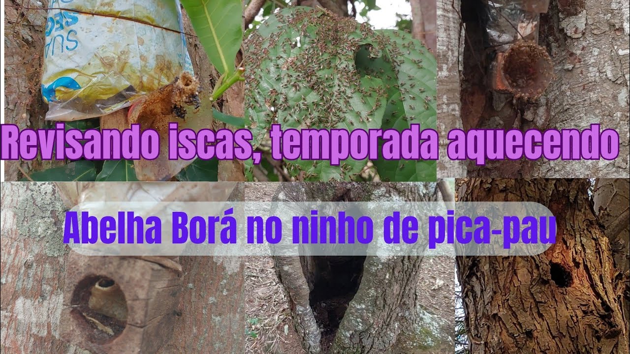 Revisão de iscas para abelhas nativas na mata, as jatais estão a todo vapor 
