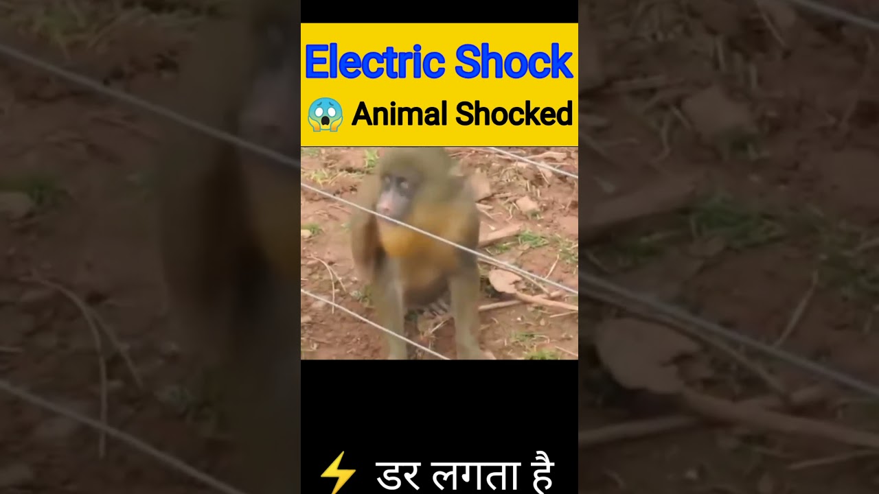 Animal Getting Shocked By Electric Fence | Animal Electric Shock | Electric Shock Monkey