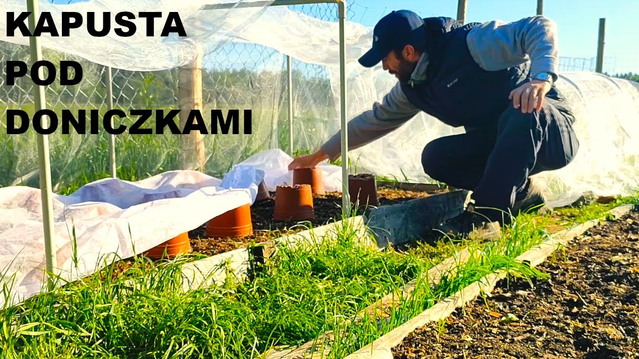 Pomidory rosną, ziemniaki padły i będą maluchy