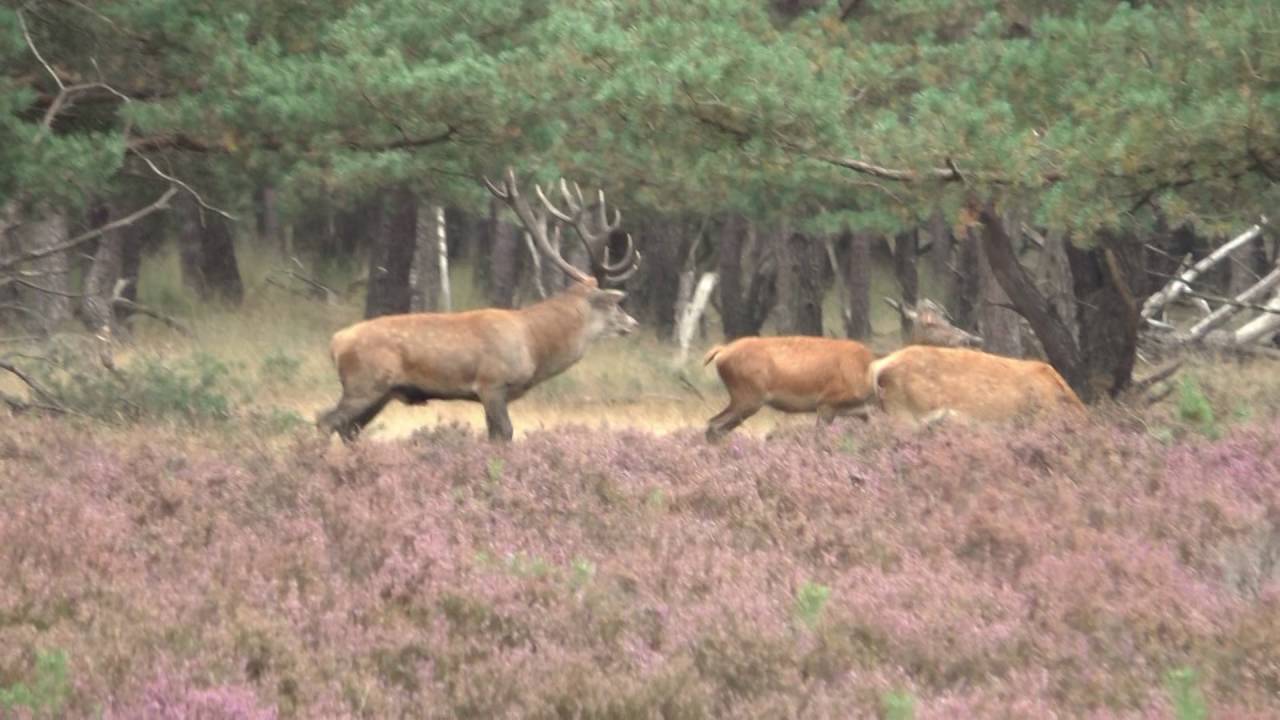 Vroege Vogels - Edelhertenbronst in volle gang