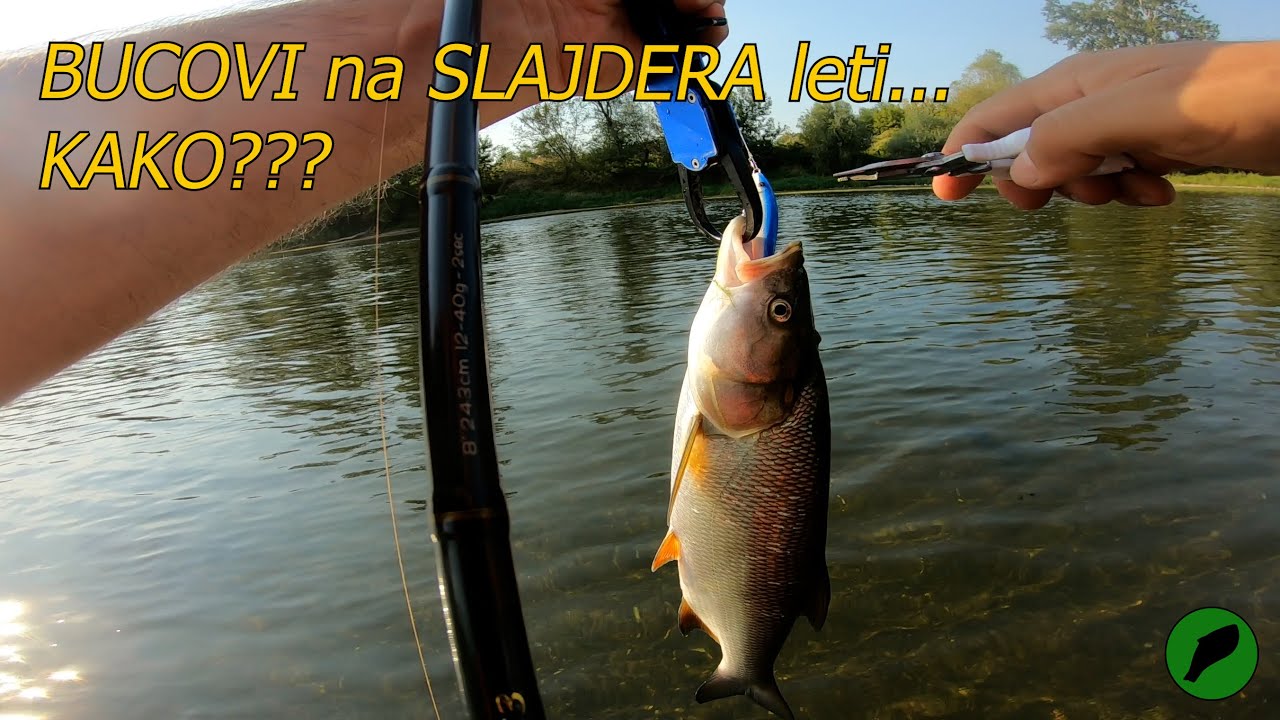 Moravski BUCOVI // tehnika pecanja na Slajdera //