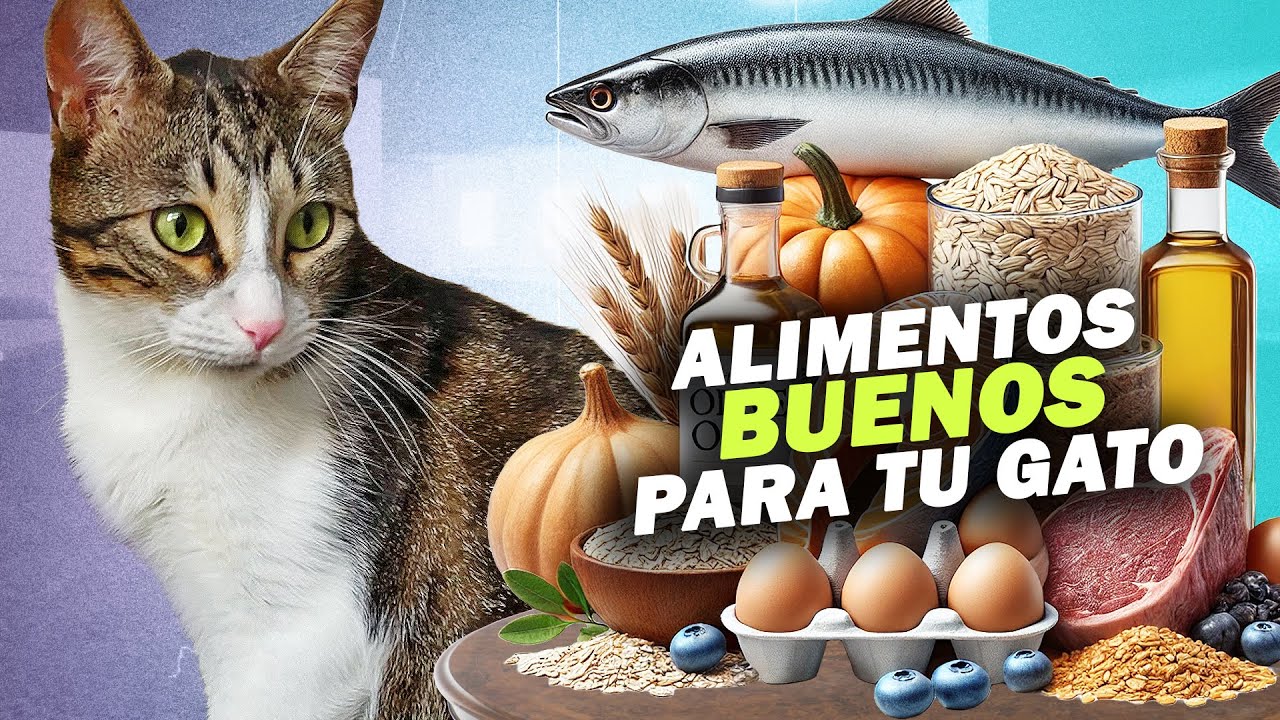 ALIMENTOS CASEROS SALUDABLES 🍳🐟 para GATOS 😻
