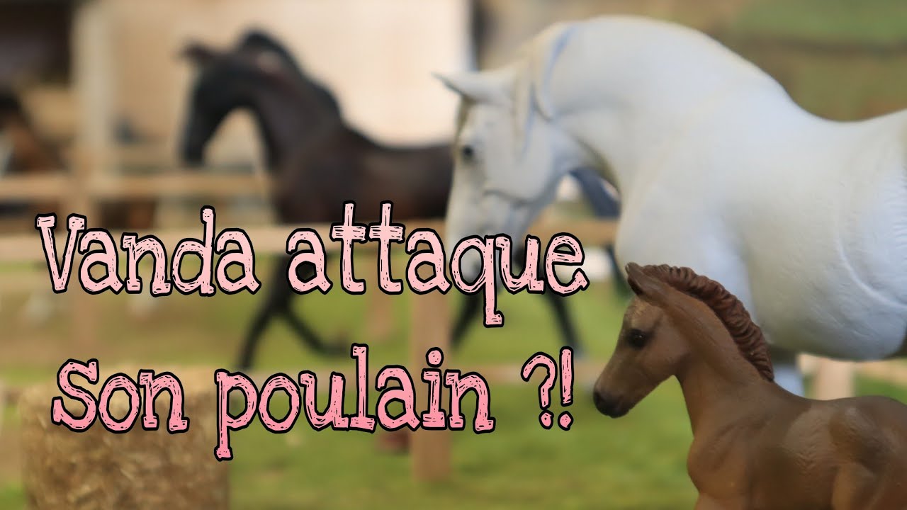 [Présentations] Vanda a eu son poulain mais ça ne se passe pas comme prévu !