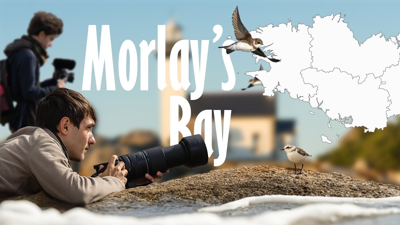 On part 5 jours en Bretagne | Photographie animalière @Photo_Link