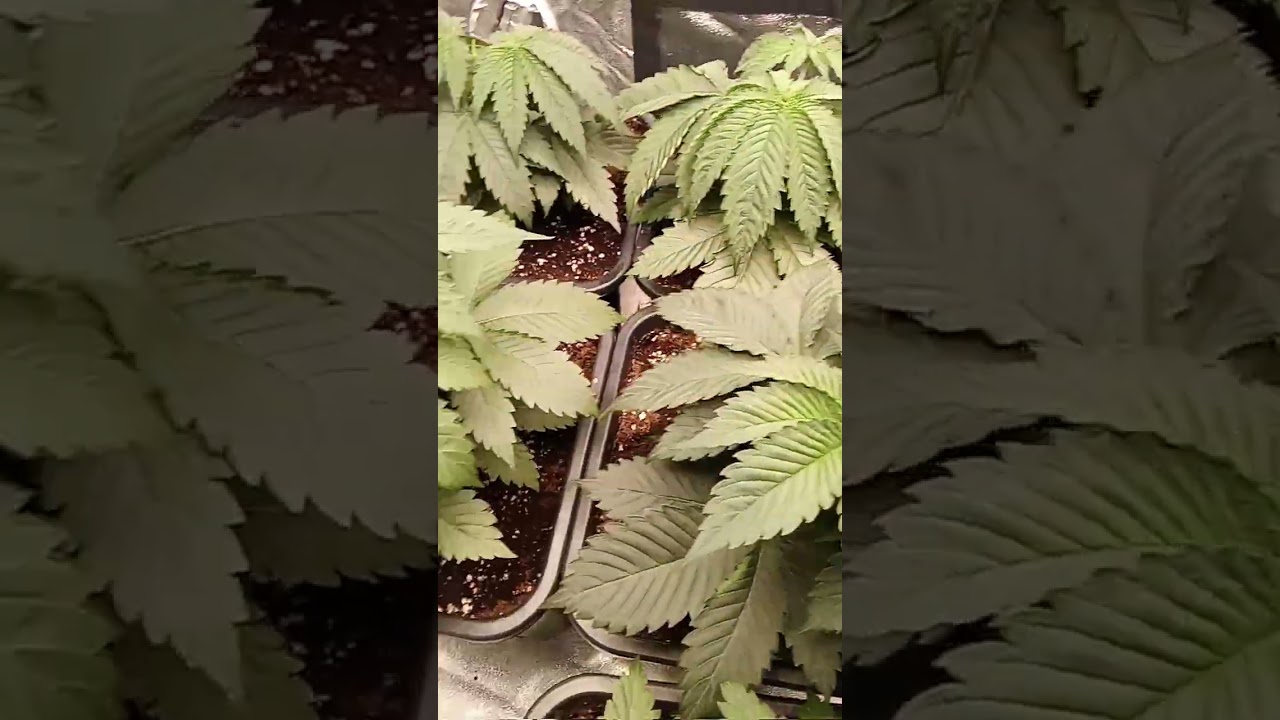 semaine 4 topping weed blue sunset sherbet Barneys farm #reggaemusic #reggae