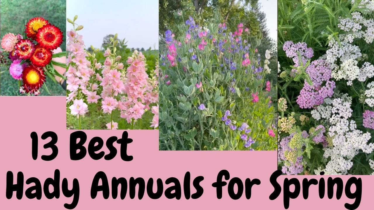 13 Best Hardy Annuals For Spring Cut Flowers| Gardening