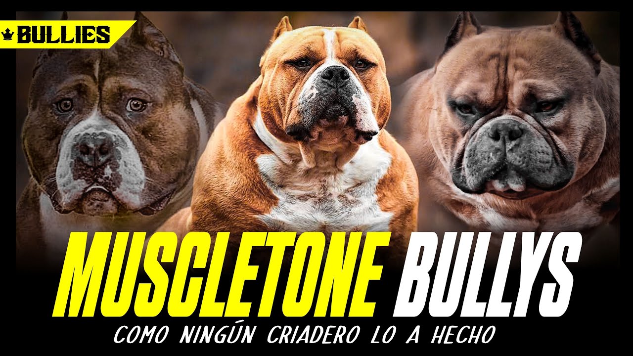 MUSCLETONE BULLYS// COMO NINGÚN CRIADERO LO A HECHO !!