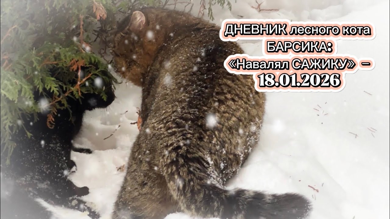 ДНЕВНИК лесного кота Барсика: «Навалял САЖИКУ!» - 18 января 2026 г.