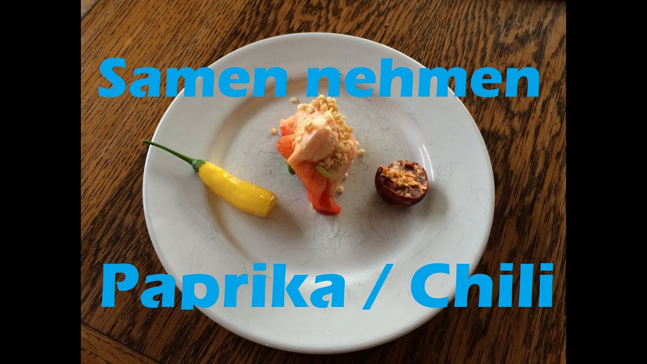 Paprika und Chili Saatgut gewinnen | Samen nehmen #1
