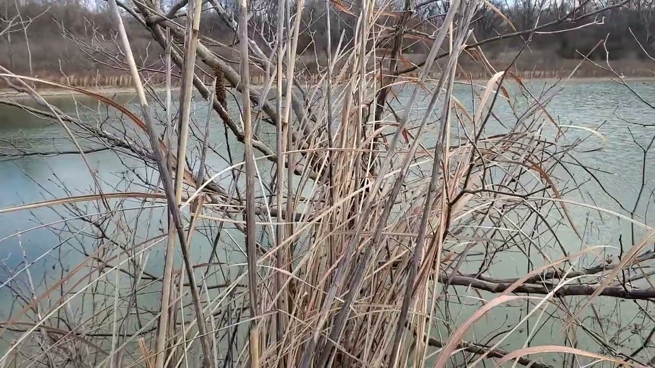 Crackling Reeds