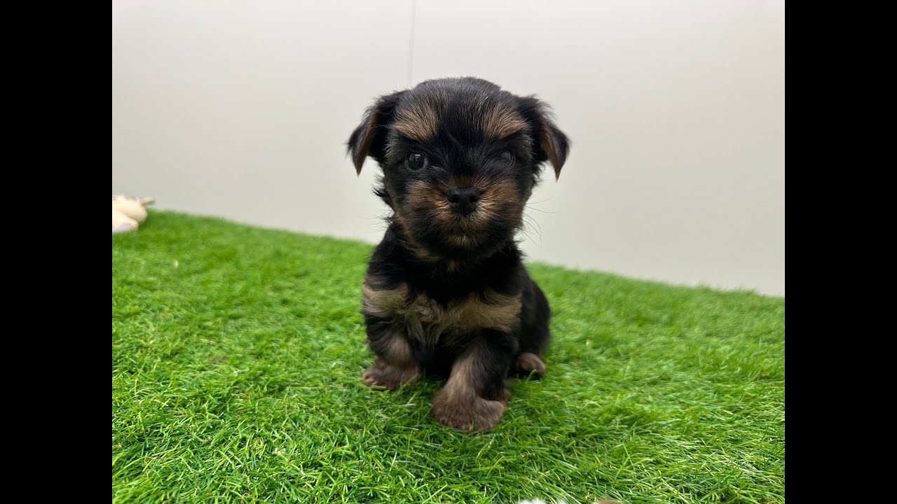 🐶 Yorkshire Terrier 🐶 reu 🐶 PUP ID 010724951 🐶