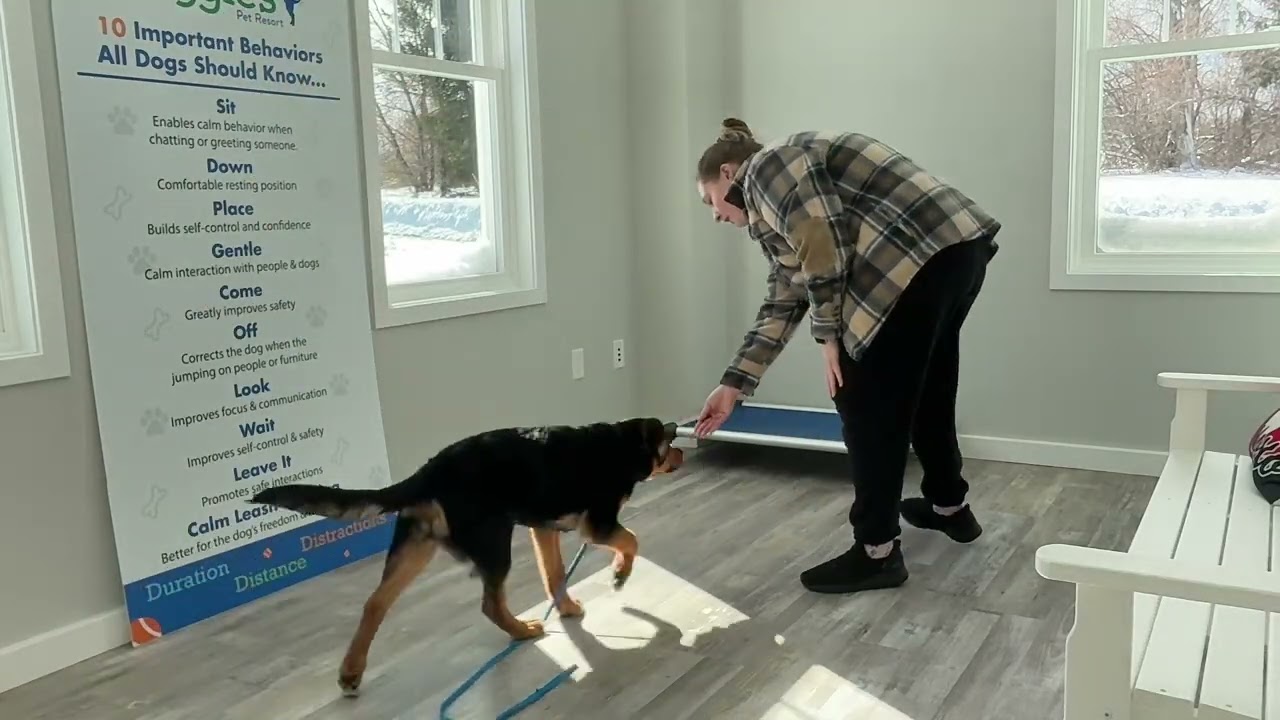 Rocco- Working on come, sit, down, place, off, and look